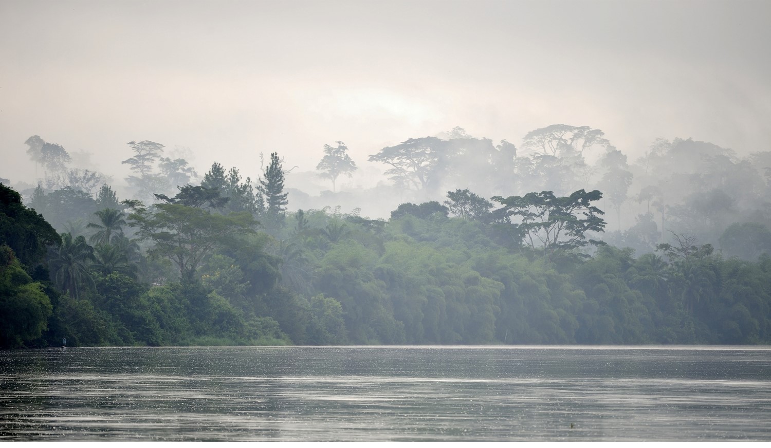 vue d'un fleuve congolais avec des arbres au bord du rivage