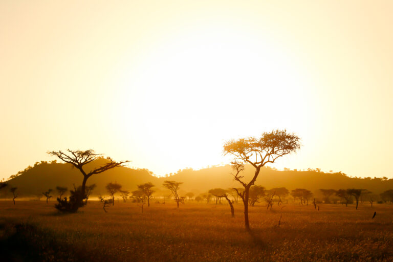 paysage d'Afrique au soleil couchant avec des arbres