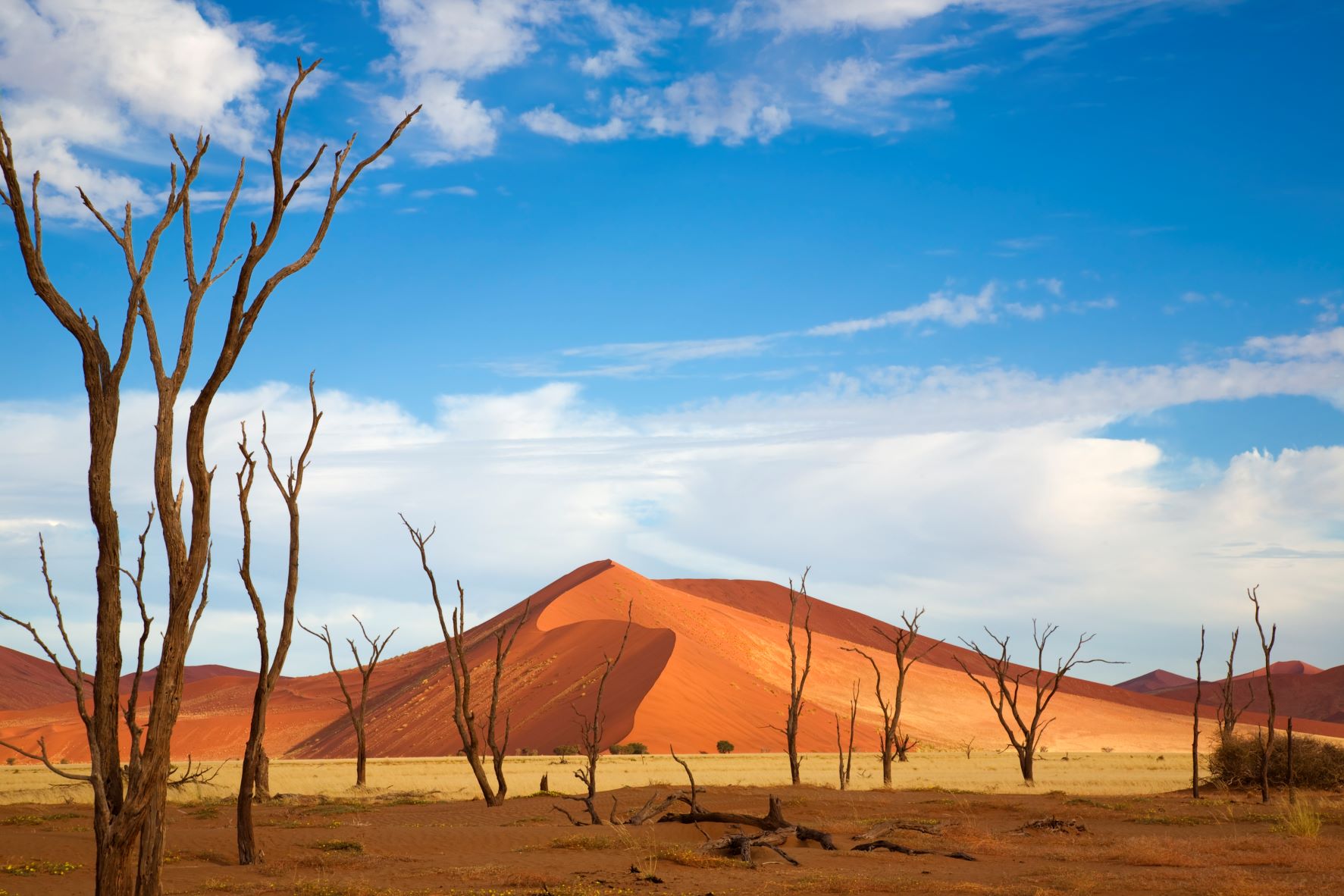 Désert de Namibie avec arbres au premier plan