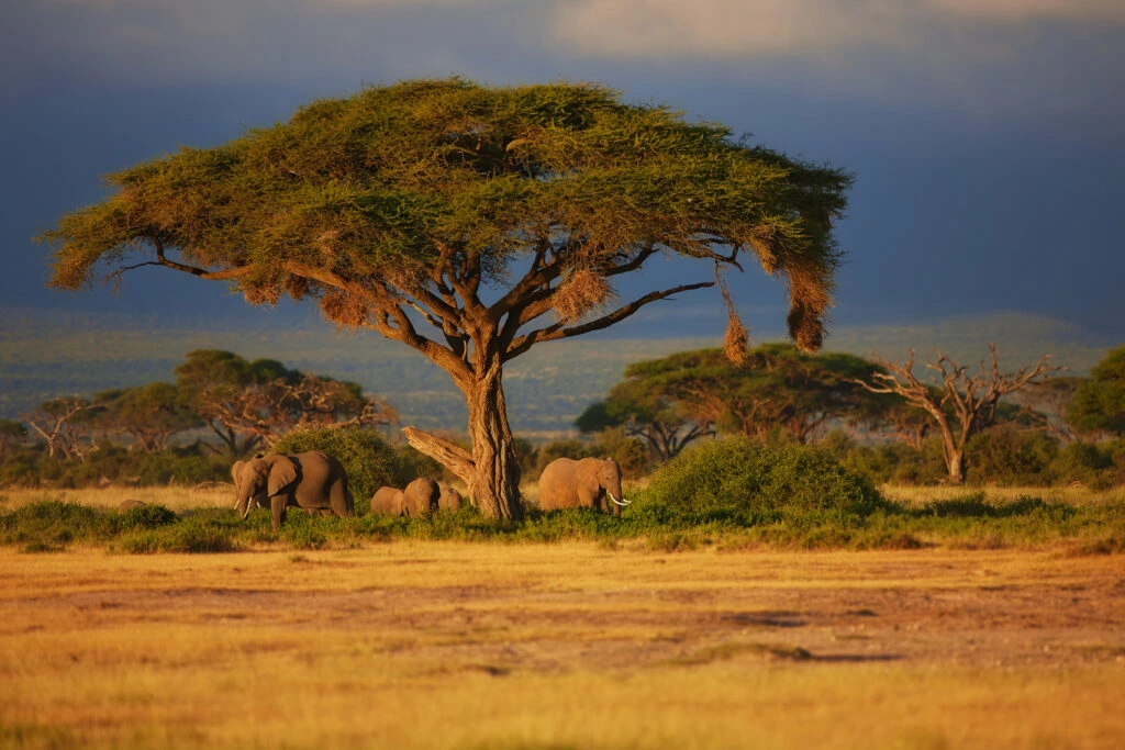 Famille d'éléphants sous un arbre en Côte d'Ivoire