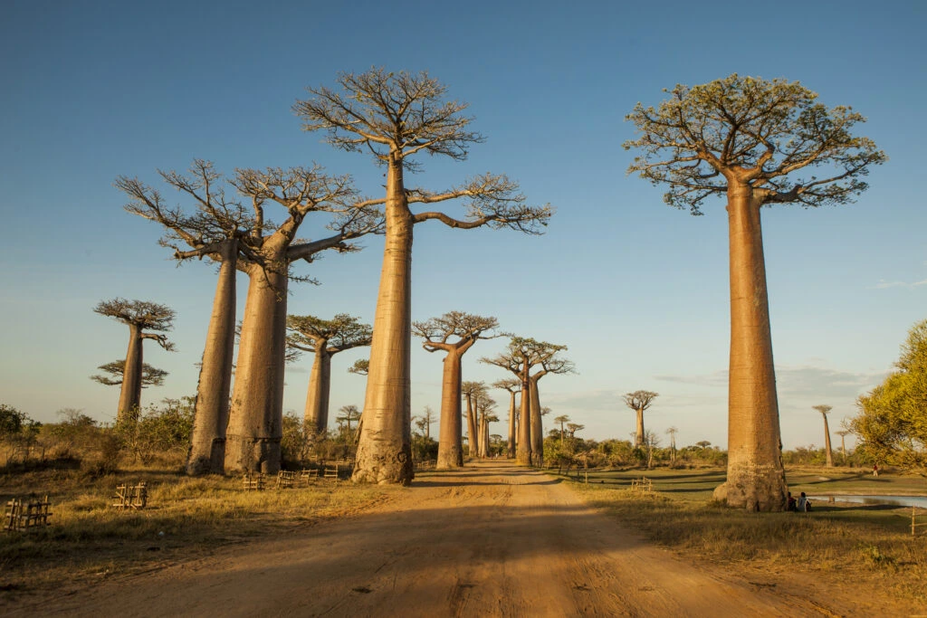 Baobabs géants à Madagascar